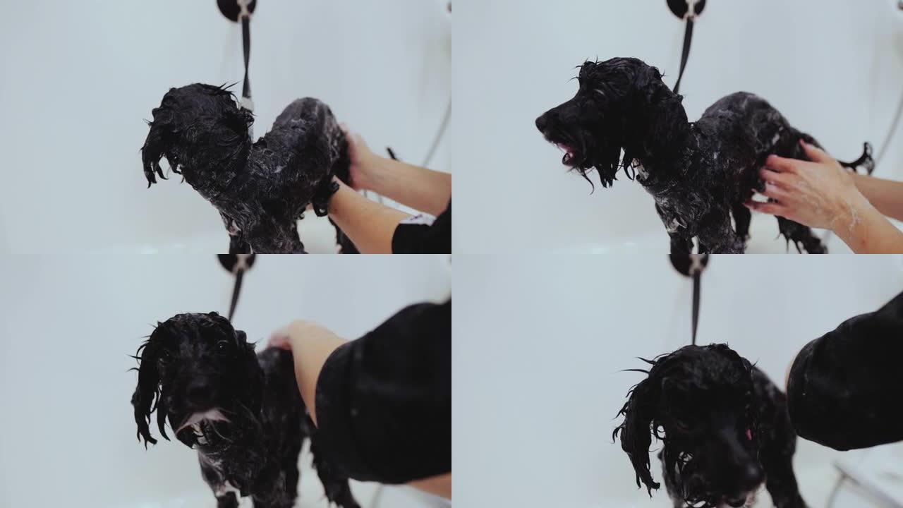 黑狗在美容沙龙洗澡