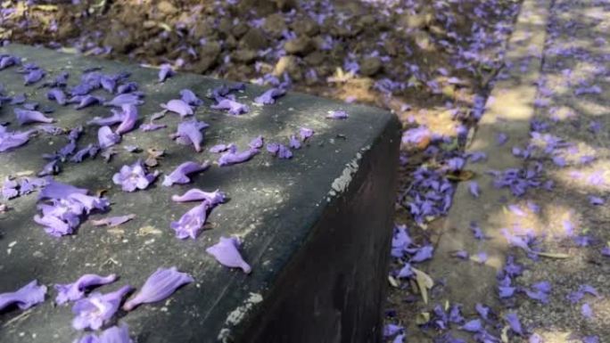 墨西哥城的蓝花花被树