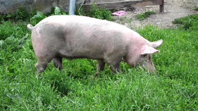粉红猪在绿草如茵的田野里吃草
