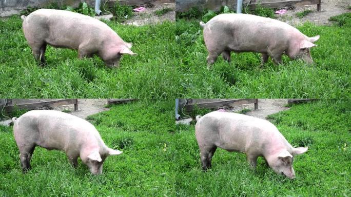 粉红猪在绿草如茵的田野里吃草