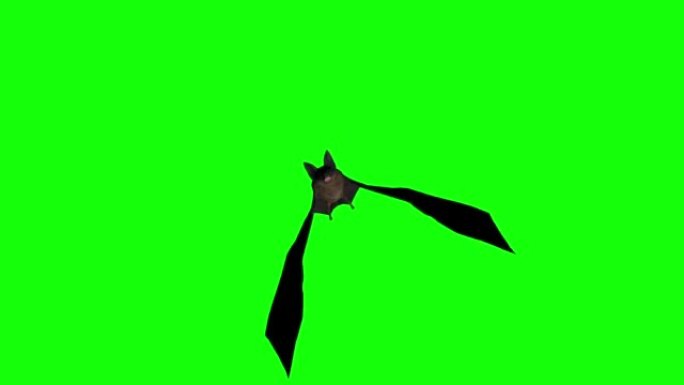 万圣节蝙蝠在绿屏上飞行股票视频