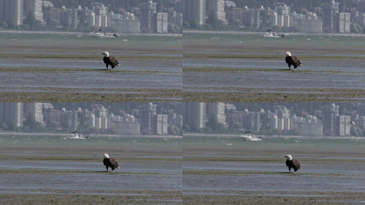 白头鹰站在加拿大温哥华的海滩上