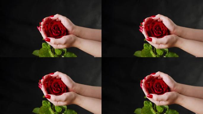 红玫瑰作物人。作物匿名人士在黑色背景下展示红色玫瑰和红色花瓣