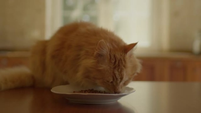 红猫在厨房的桌子上吃宠物食品。家畜在桌子上吃饭。