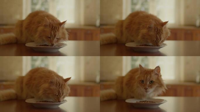 红猫在厨房的桌子上吃宠物食品。家畜在桌子上吃饭。