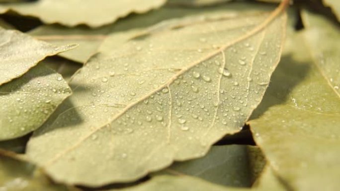 以慢动作喷洒和滴落在干燥的月桂叶上。湿干调味芳香叶滴。印度香料