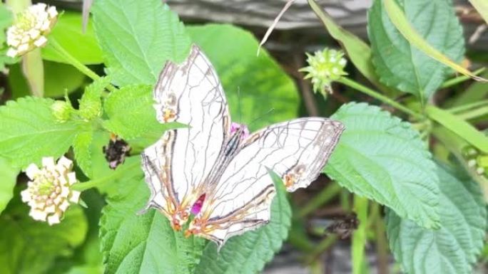 我在冲绳那霸大石公园看到的蝴蝶