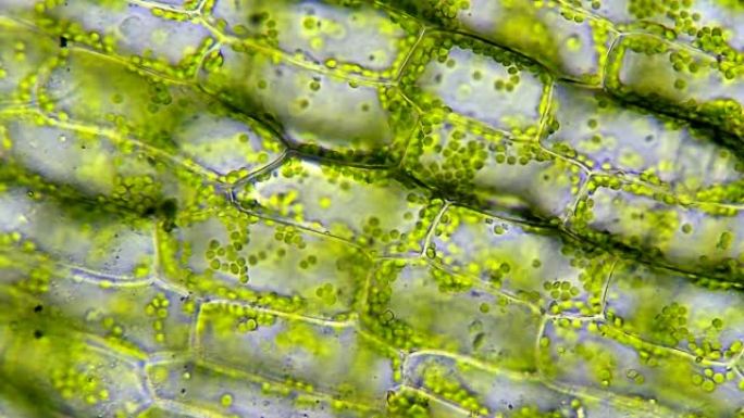 具有可见叶绿体的植物细胞结构