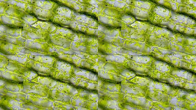 具有可见叶绿体的植物细胞结构
