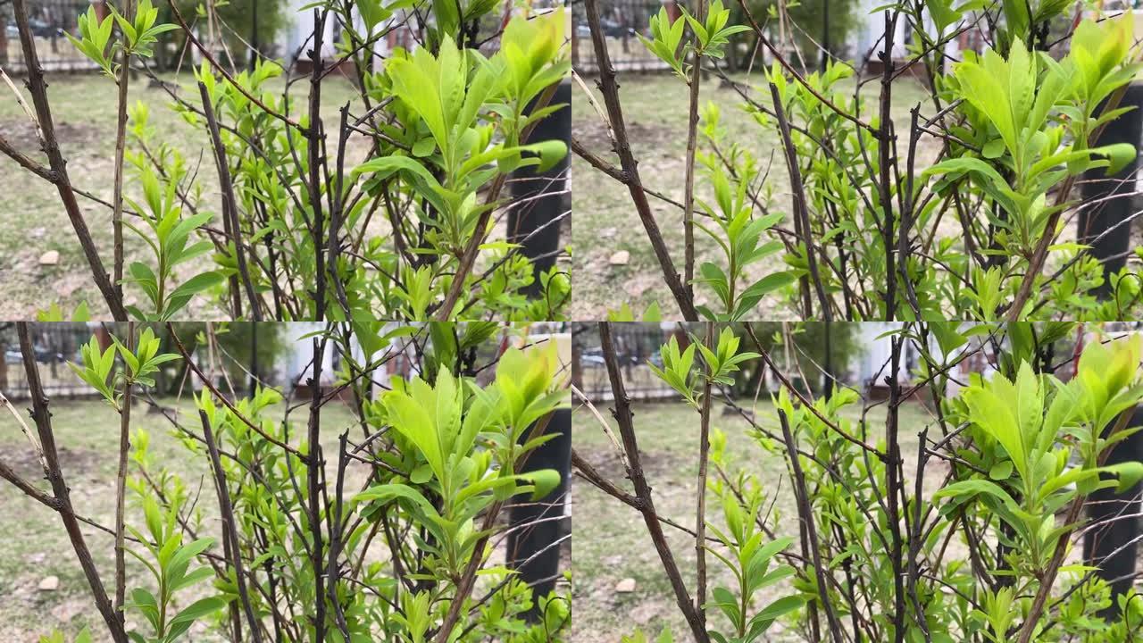 树枝上有新鲜的绿叶在微风中移动。选择性聚焦。春季背景。自然美的概念。高质量全高清镜头