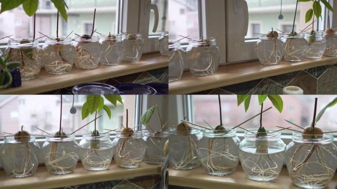 鳄梨植物种子发芽并在玻璃杯中用水生长的特写
