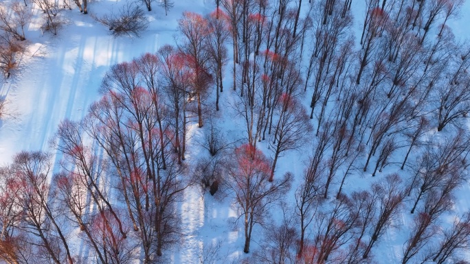 航拍早春雪原红柳林