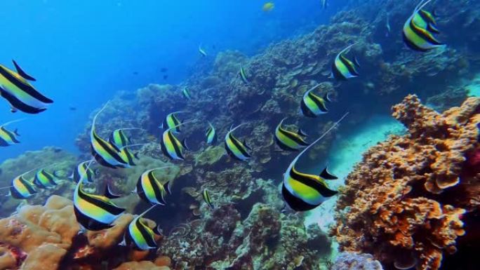 泰国攀牙素林岛国家公园五颜六色热带珊瑚礁中的锦旗珊瑚鱼学校