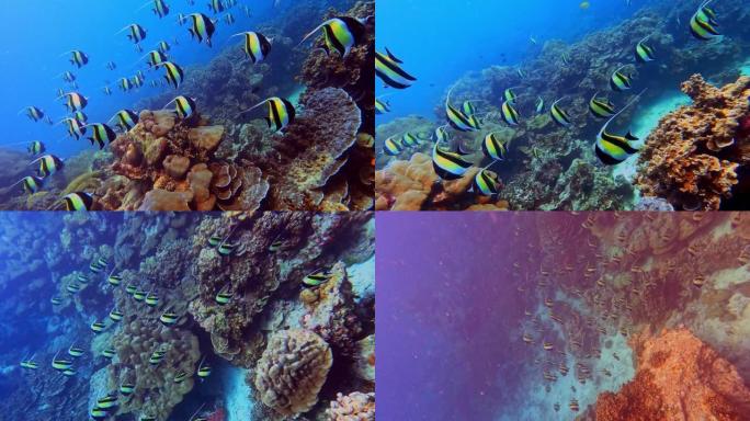 泰国攀牙素林岛国家公园五颜六色热带珊瑚礁中的锦旗珊瑚鱼学校