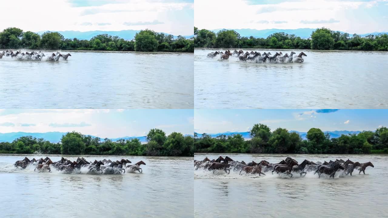 一群在河里奔跑的马