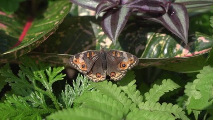 蝴蝶蓝色三色堇，翅膀在植物上张开，然后飞走。