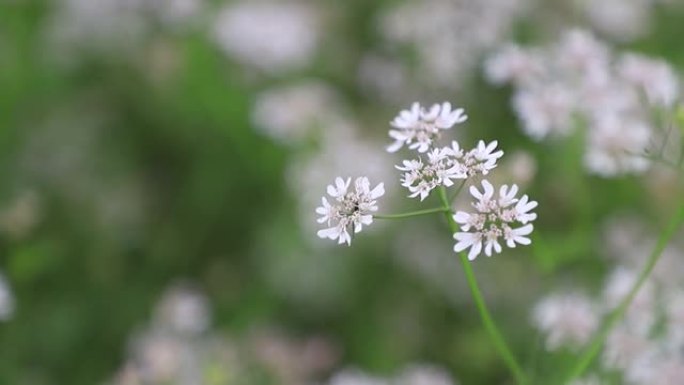 白色的香菜花在风中吹动，背景模糊