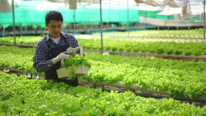 亚洲男性农民在温室中种植的水培农场上检查和收集沙拉蔬菜，以控制我们的农业农场和水果产品小企业的质量。