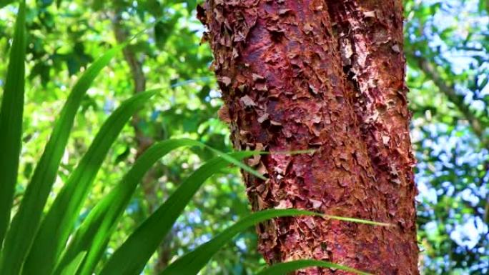 墨西哥有红色剥皮树皮的热带秋葵树。