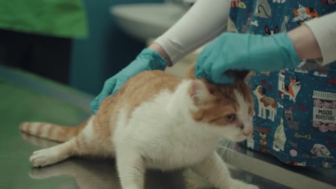 无法识别的兽医护士抚摸那只害怕的猫
