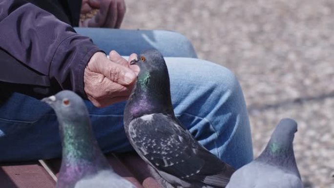 动物鸟鸽子用手吃东西