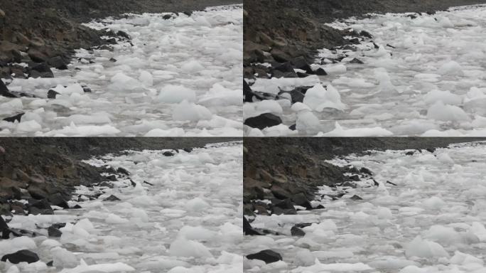 在斯瓦尔巴特群岛的北冰洋雾中，海象群漂浮在水中。