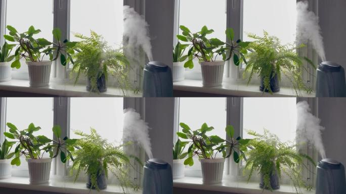 家用植物加湿器的水雾蒸汽。加湿器从低功率到高功率开始工作，然后用盆栽的花在窗台附近关闭