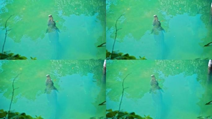 非洲短吻鳄漂浮在水中，跌落到河底，从上方漂浮