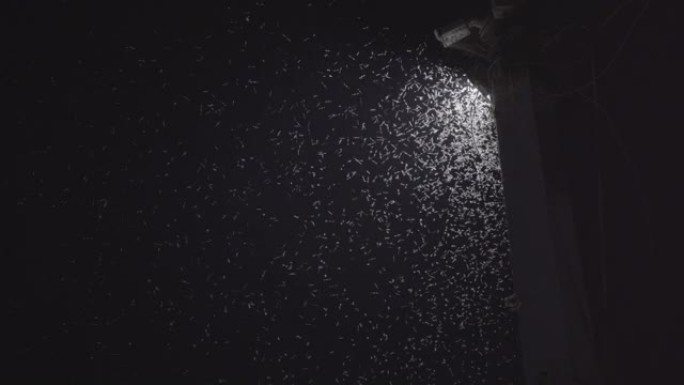 夜间在路灯周围飞来飞去的蜂群昆虫