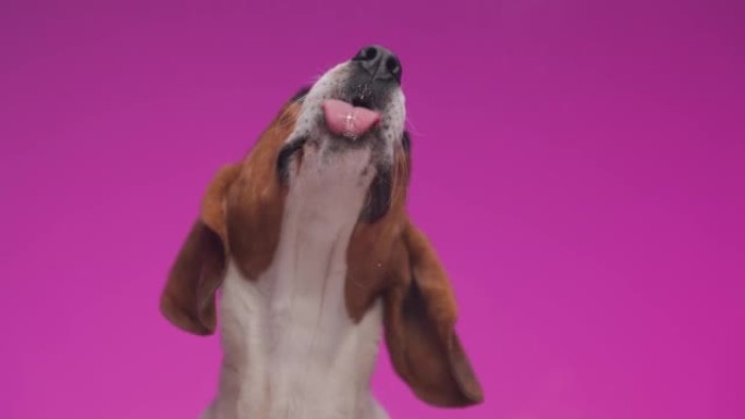 饥饿的小比格犬伸出舌头舔透明玻璃，一边抬头看粉红色背景