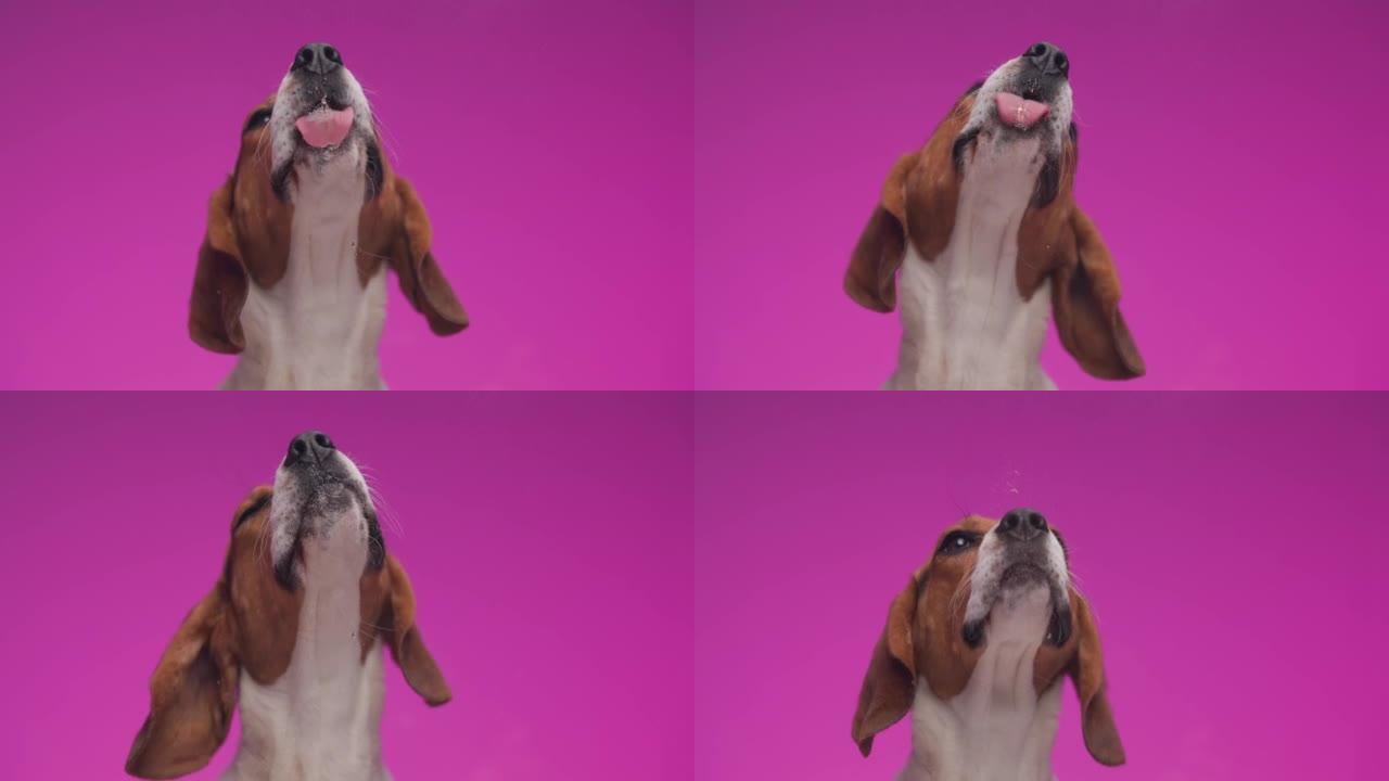 饥饿的小比格犬伸出舌头舔透明玻璃，一边抬头看粉红色背景