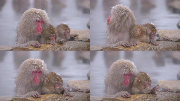 雪猴日本猕猴 -- 泡温泉的猴子的父母和孩子