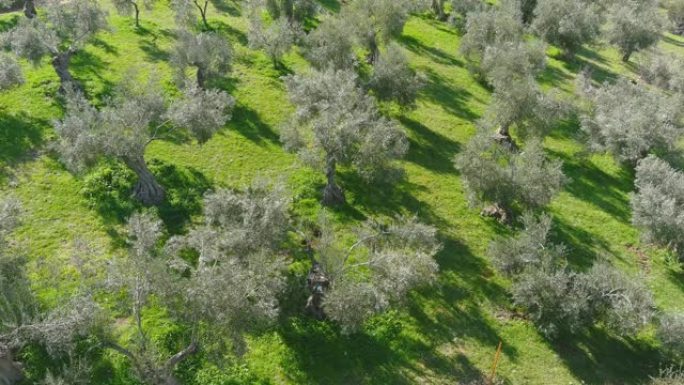 奥利夫格罗夫。环境保护绿水青山植树造林