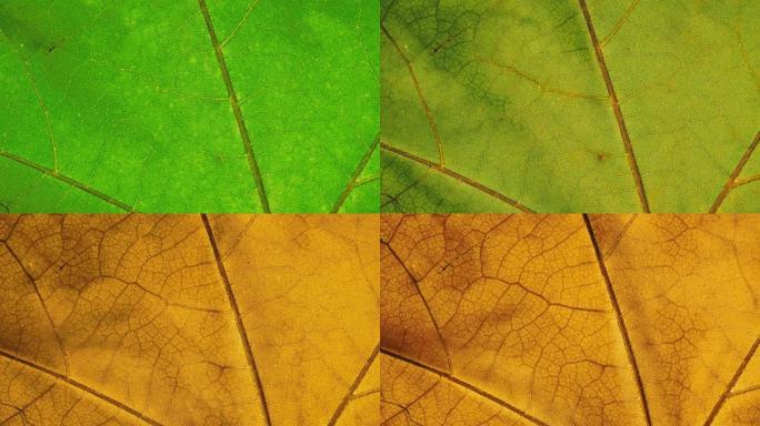 特写细节秋天树叶变色的延时。绿色的秋叶变得黄色和橙色。延时宏观观察植物叶片纹理在季节变化中的老化