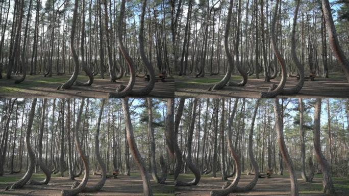 波兰格里菲诺的弯曲森林 “Krzywy Las” 中的弯曲树木