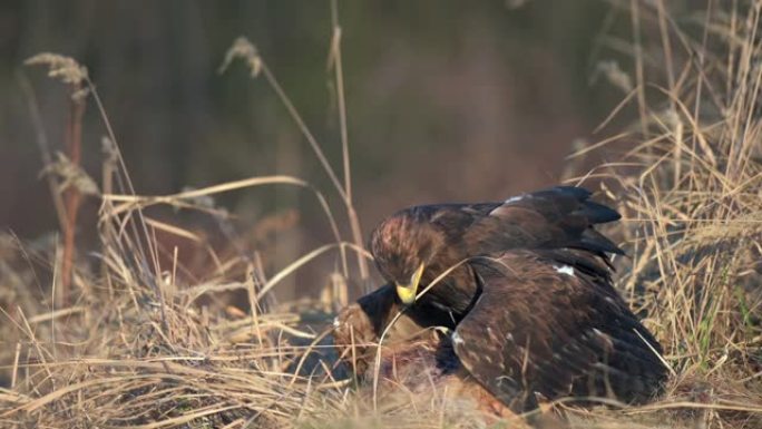 白尾鹰 (Haliaeetus albicilla) 一种以猎物为食的大型猛禽。一只海鹰抓住了一只狐