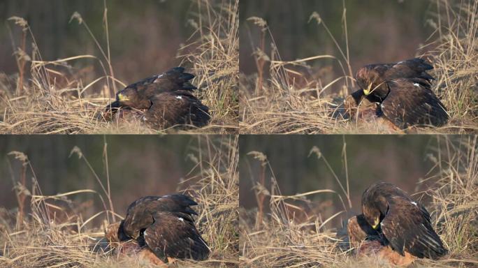 白尾鹰 (Haliaeetus albicilla) 一种以猎物为食的大型猛禽。一只海鹰抓住了一只狐