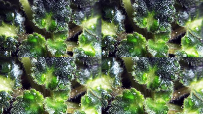 紫罗兰叶子与水滴特写。4k原始视频，摄像机运动流畅。