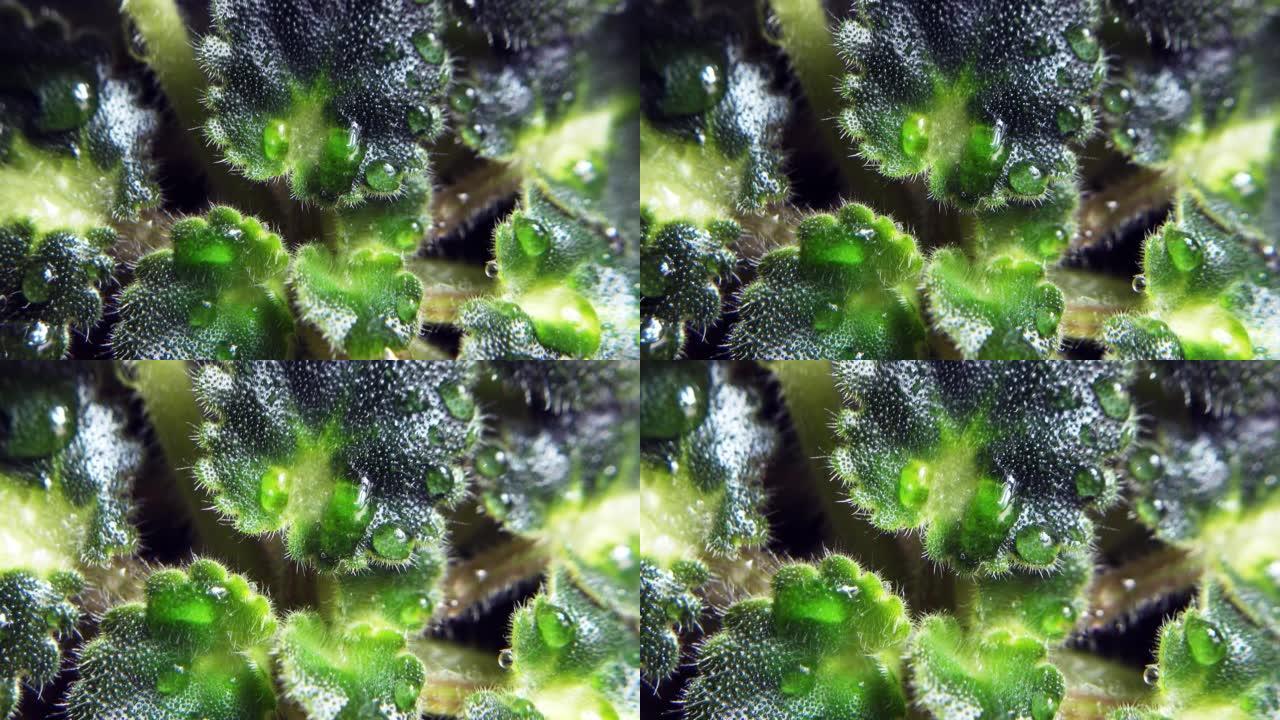 紫罗兰叶子与水滴特写。4k原始视频，摄像机运动流畅。