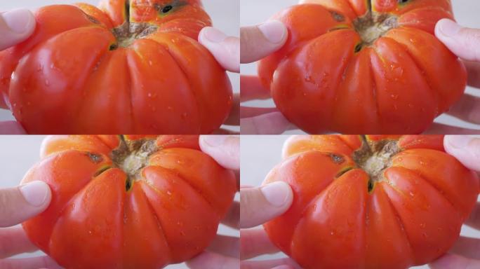 雌性手旋转一个转基因的巨大的红色，成熟的番茄。4K.特写