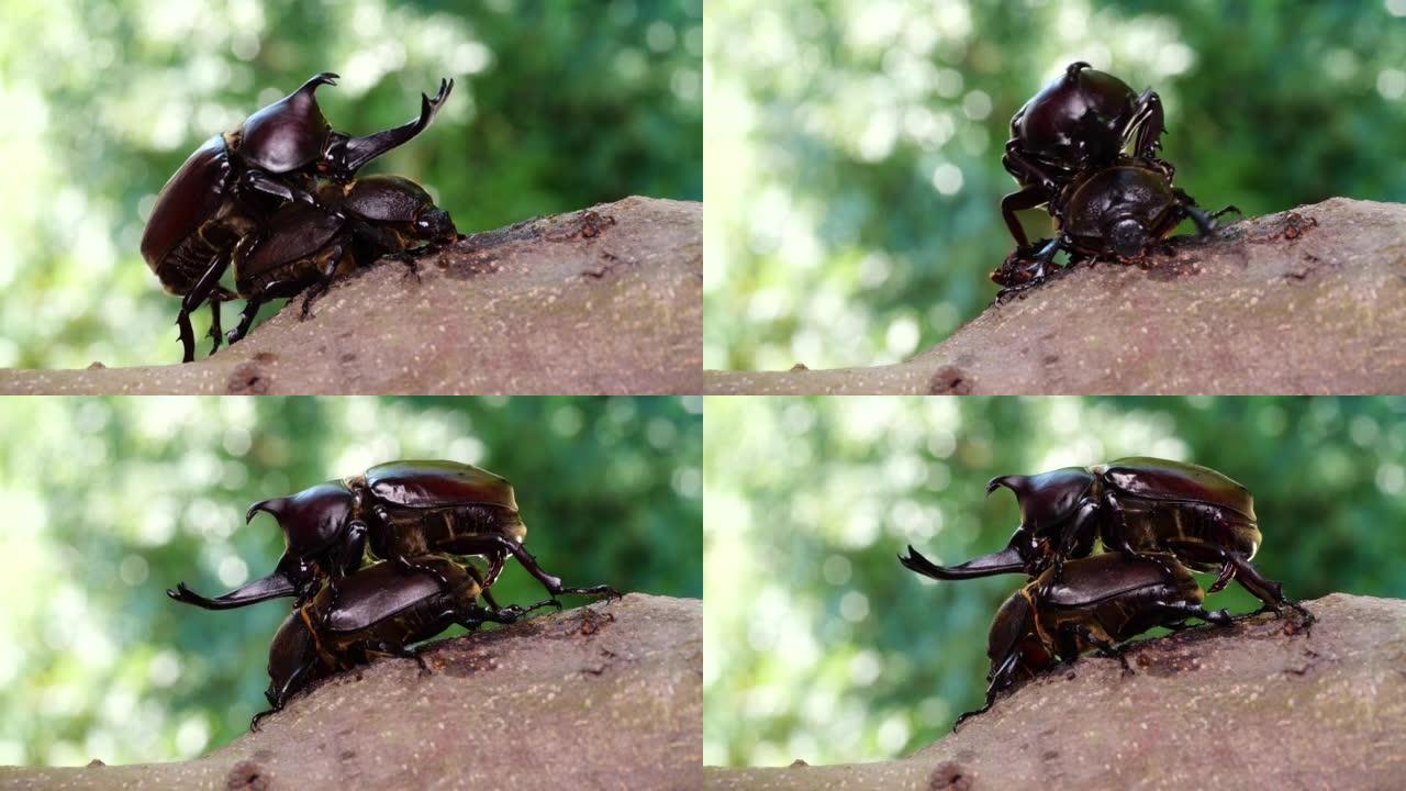 雄性和雌性甲虫交配的4k视频。