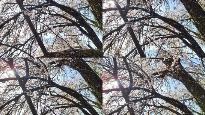 一片盛开的杏仁树，盛开的杏仁花丛。杏仁树粉红色的花朵。