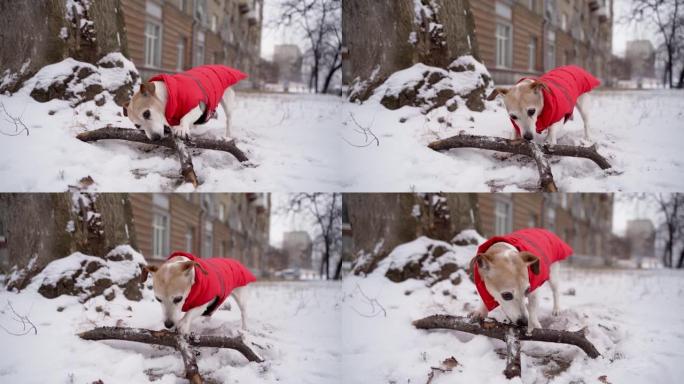 活跃的小狗在房子下雪的冬天天气下在人行道上啃木树枝