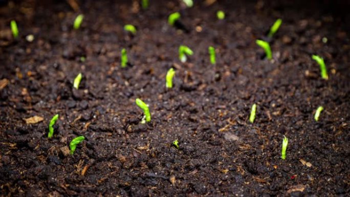 豌豆芽在延时视频中生长迅速。微绿树幼苗。温室萌发新生豌豆植物