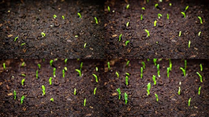 豌豆芽在延时视频中生长迅速。微绿树幼苗。温室萌发新生豌豆植物