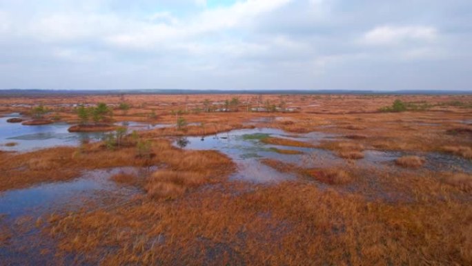 秋天风景中的沼泽叶利亚。白俄罗斯的狂野泥潭。东欧沼泽和泥炭沼泽。