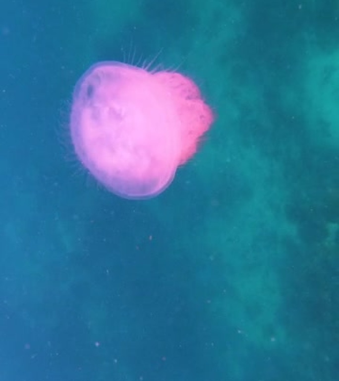 特写镜头中的斑点水母，热带海中漂浮的果冻