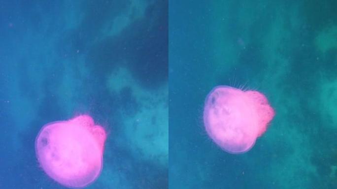 特写镜头中的斑点水母，热带海中漂浮的果冻