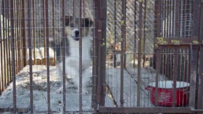 一只小狗坐在动物犬舍的金属笼子里。