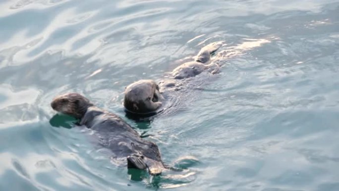 野生海獭海洋动物在海水中游泳，加利福尼亚海岸野生动物。